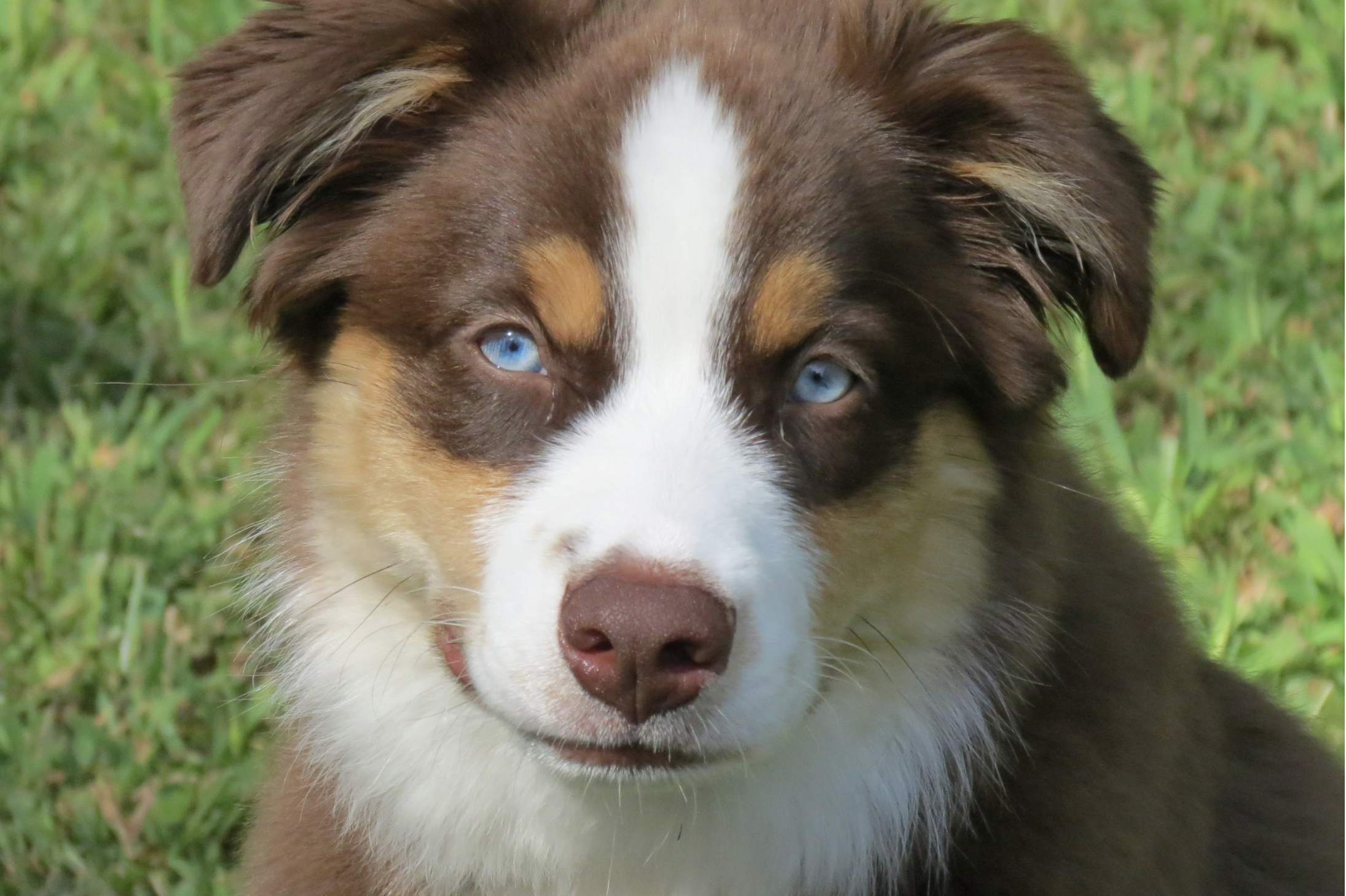 Australian Shepherd emotional support puppy with its person