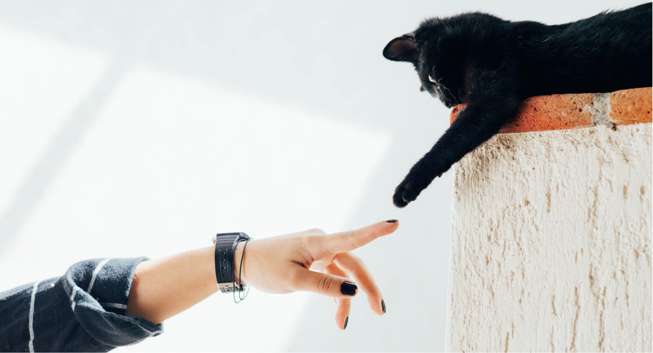 Emotional support cat reaching its paw out to its owner — who is eligible for an ESA