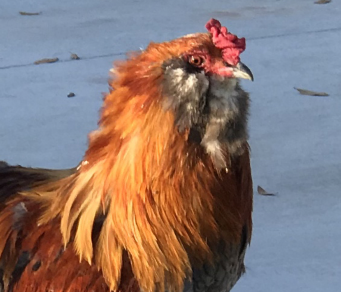 Emotional support chicken being held by its owner