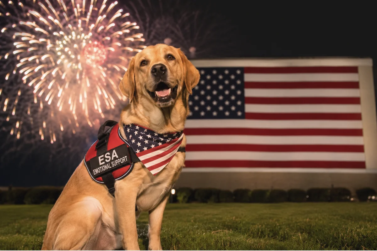 Emotional support dog wearing ESA vest with American flag and fireworks on 4th of July