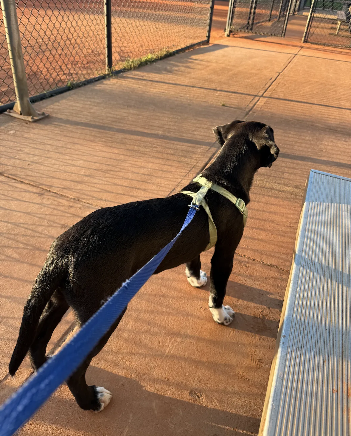 Emotional support dog with its owner in Arizona