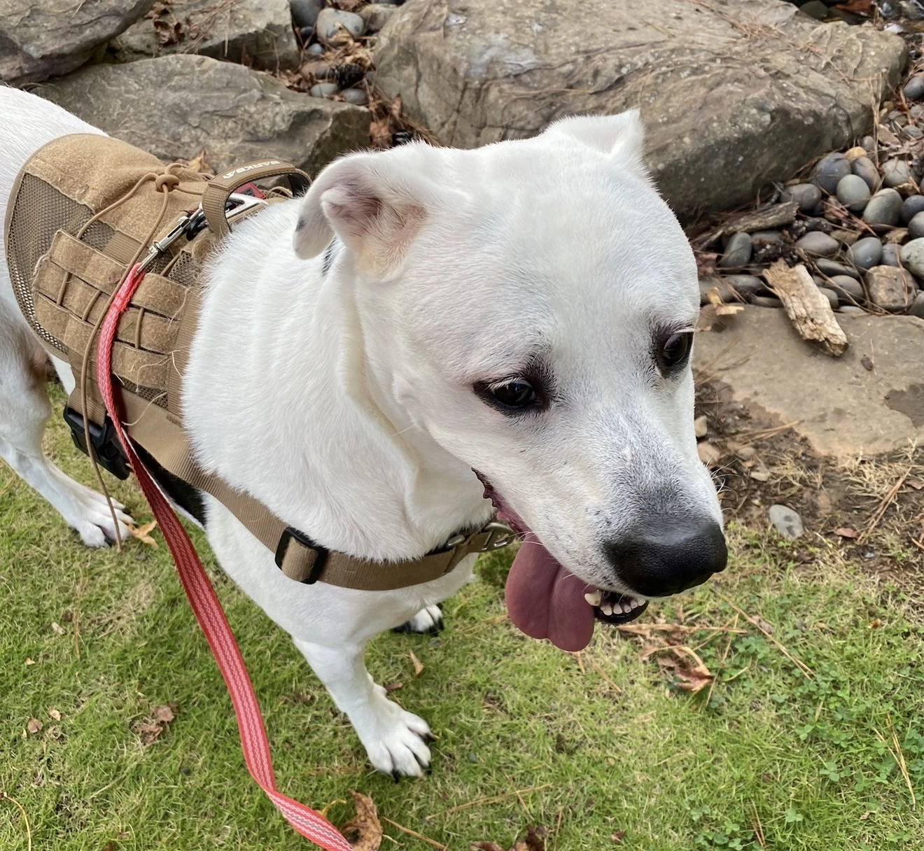 Emotional support dog with its owner in California