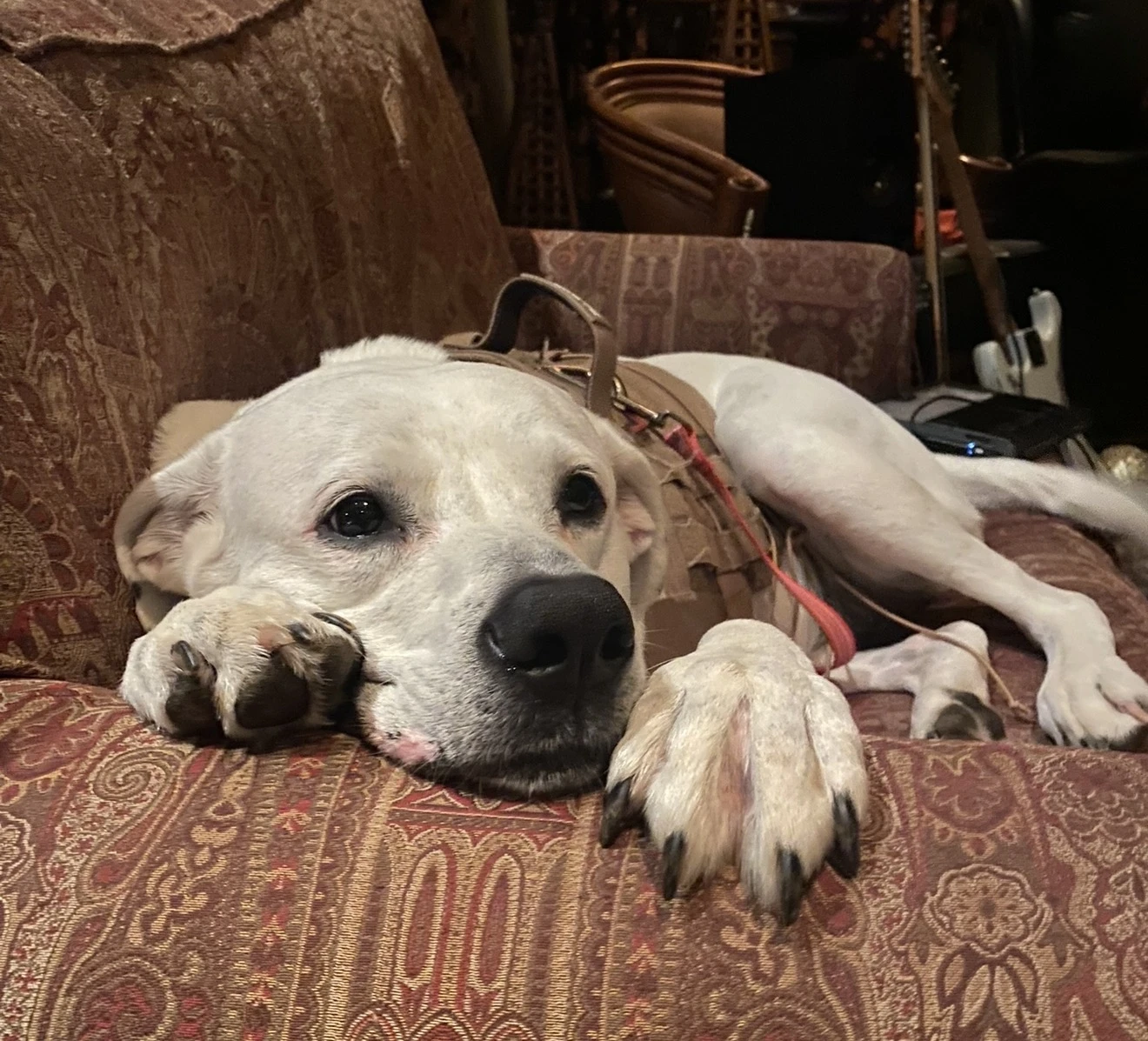 Emotional support dog with its owner in Florida