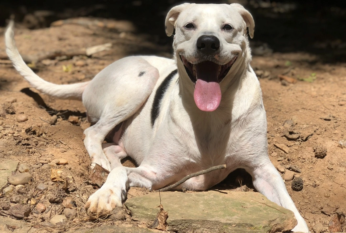 Emotional support dog with its owner in Kentucky