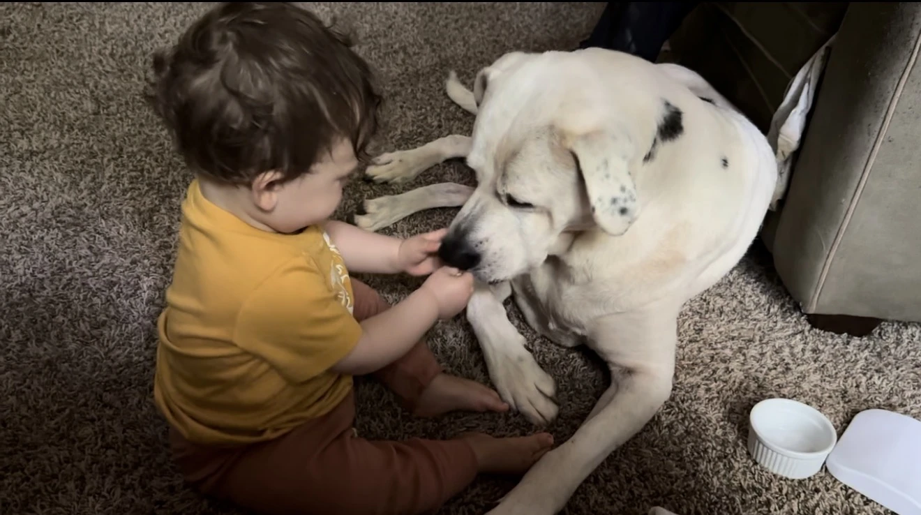 Emotional support dog with a family in Nevada