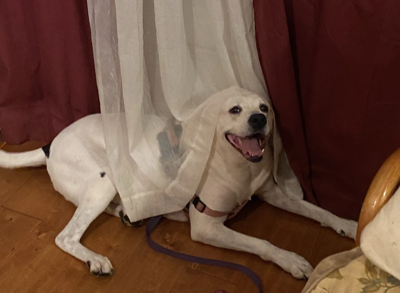 Emotional support dog with its owner in New Jersey