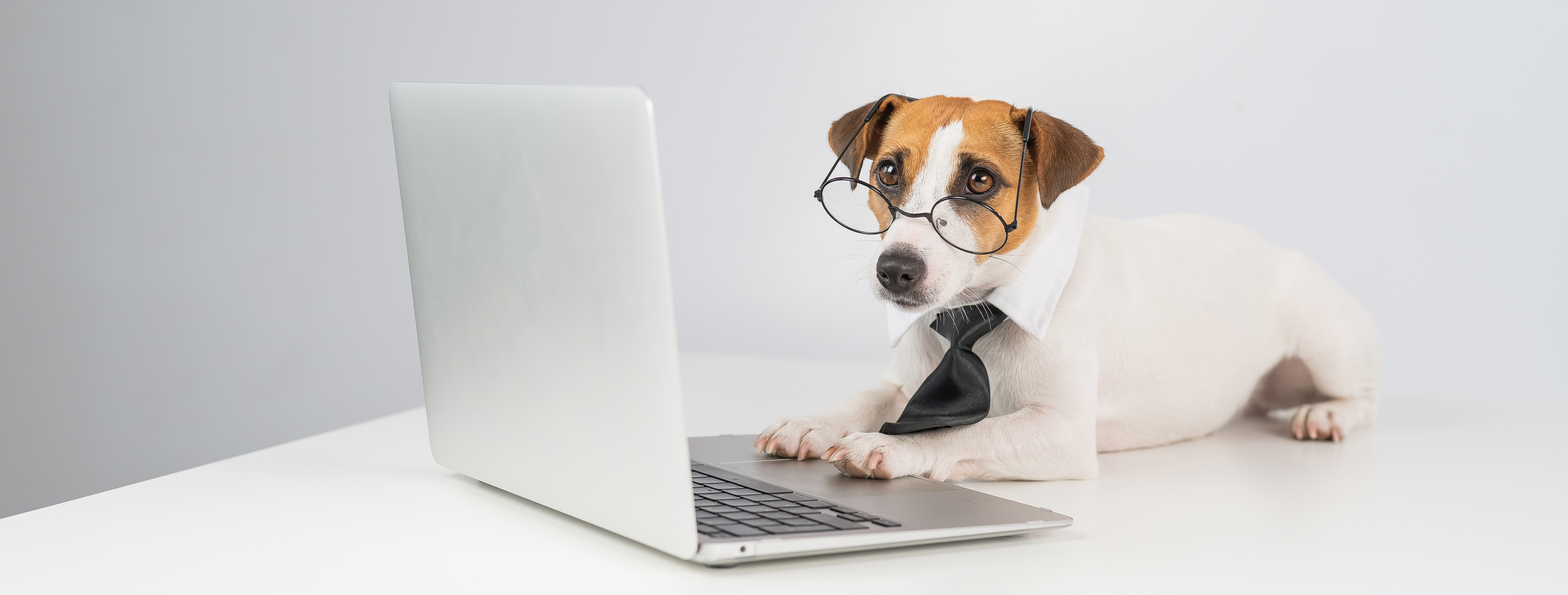 Small dog wearing glasses reading terms and conditions — My ESA MD