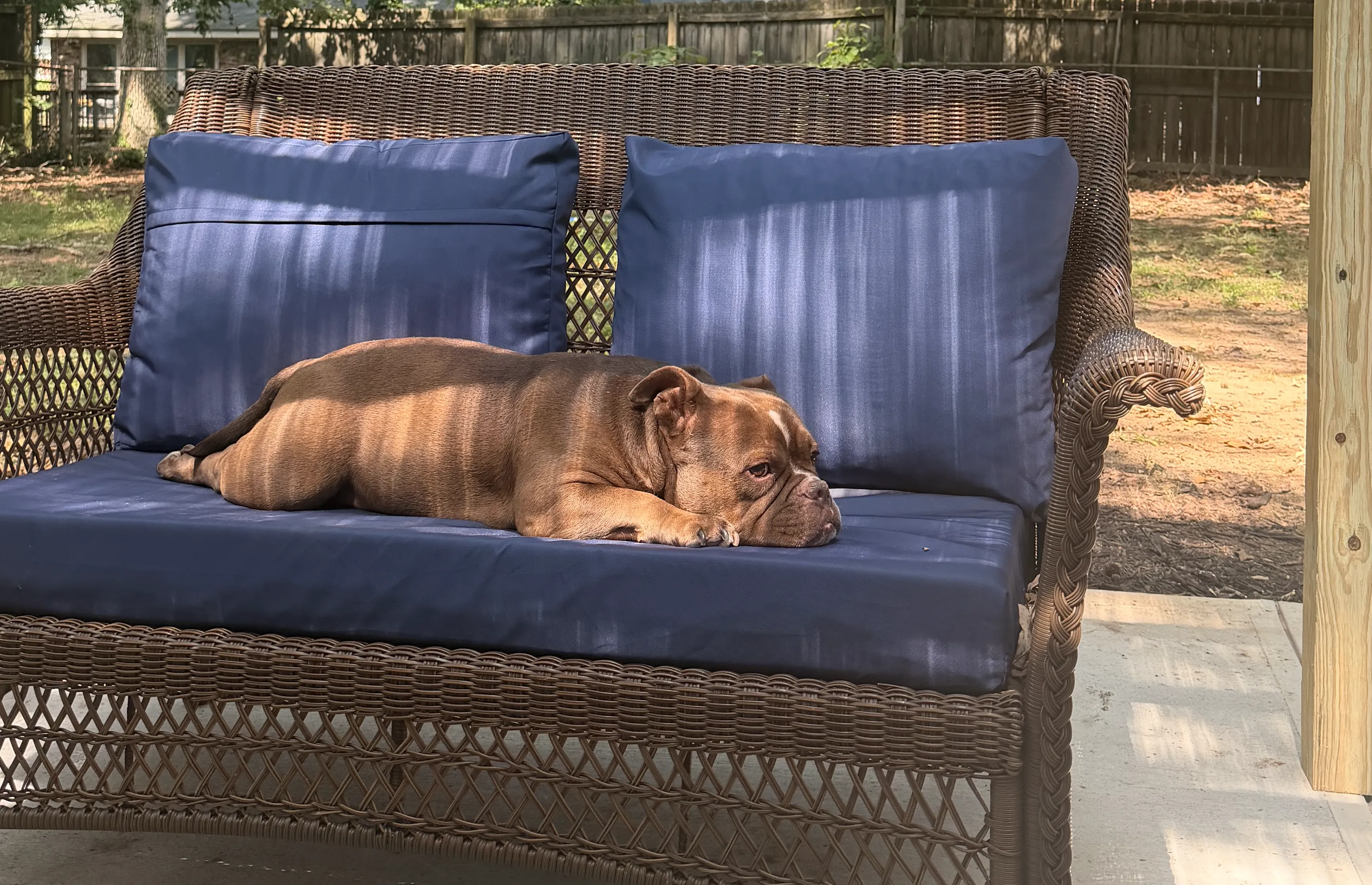 Emotional support dog resting in Hawaii