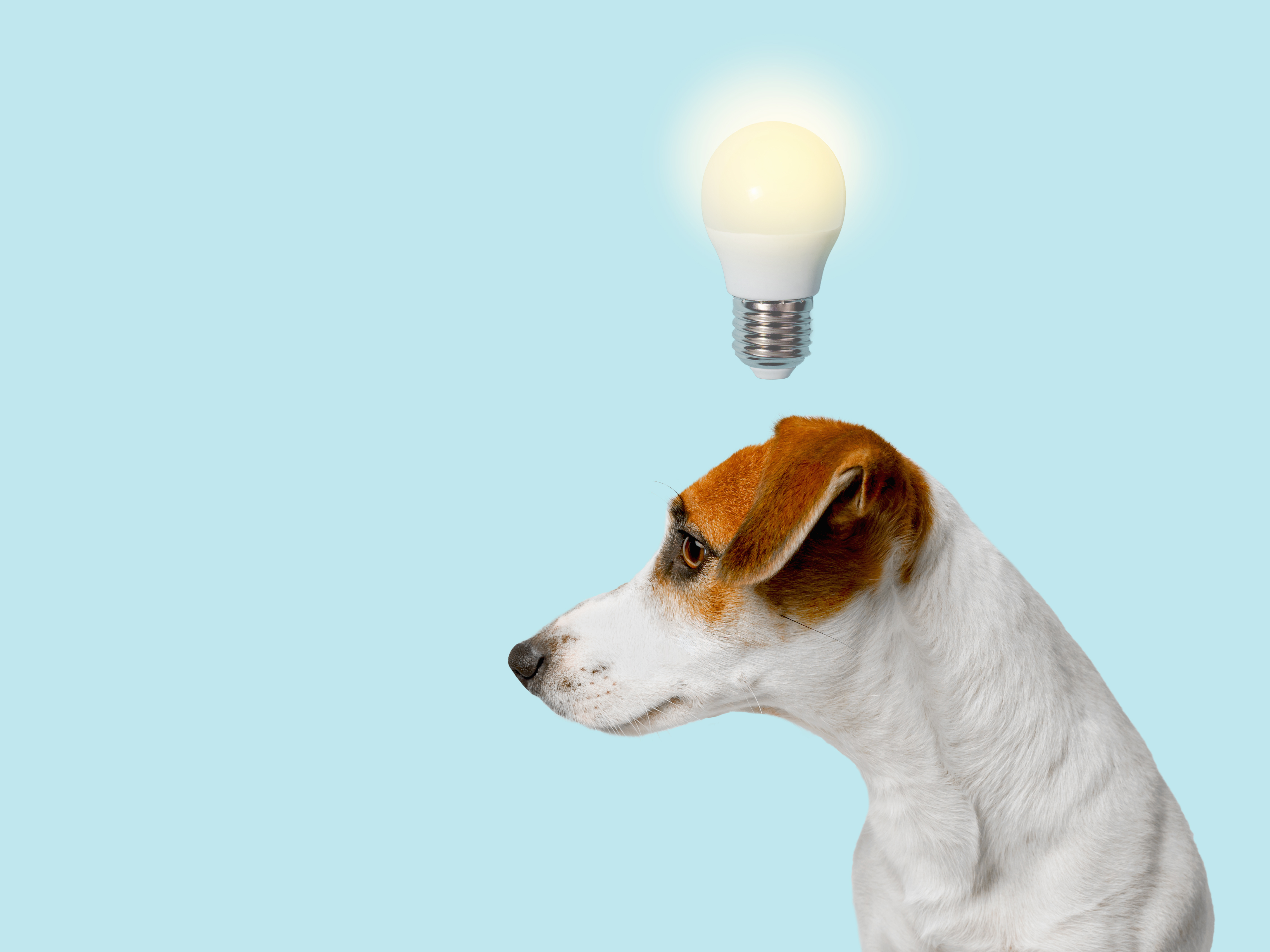 Happy dog representing an emotional support animal — My ESA MD