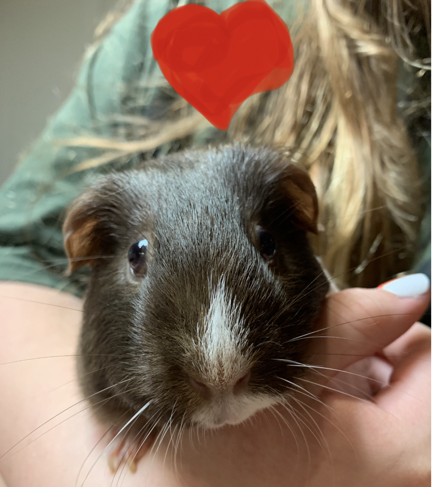 Emotional support guinea pig