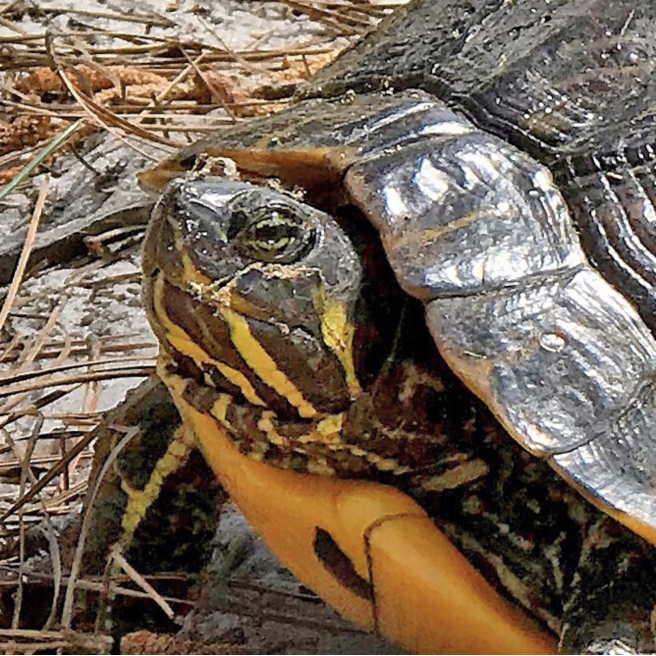 Emotional support turtle with its owner