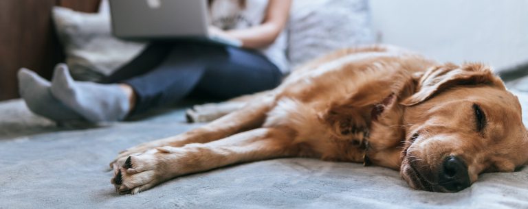 Student on computer on bed with ESA dog_link for Support Animals in College Dorms
