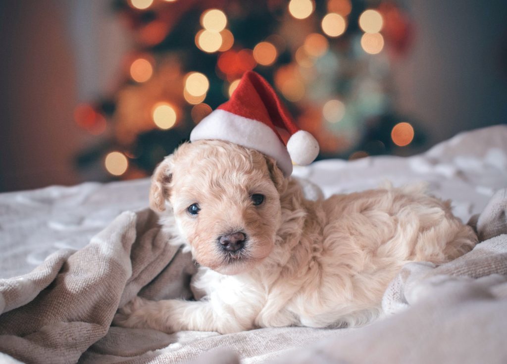 Rescue-dog_as_ESA_for_the_holidays