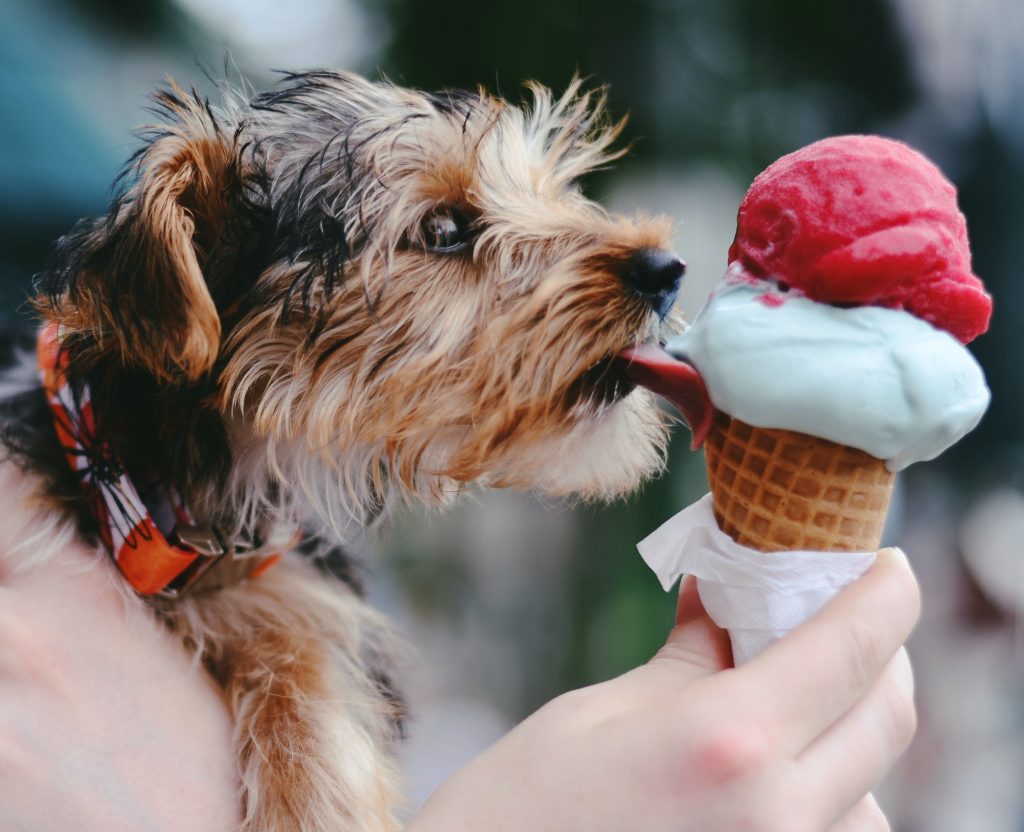 Dog eating ice cream at dog friendly restaurant